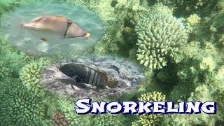 Snorkeling Brayka Bay Resort  Marsa Alam Egipt 4k [upl. by Akinehc]