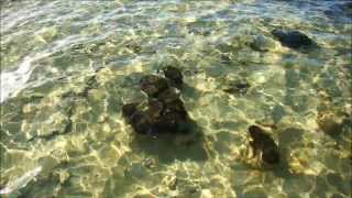 Stromatolites Hamelin Pool Shark Bay Western Australia [upl. by Nyraa]