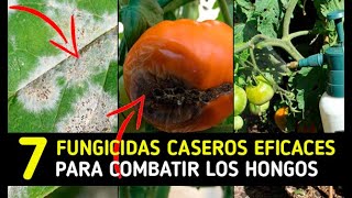 👉7 INCREIBLES Fungicidas Caseros COMBATIR HONGOS EFICACES Huerto Y Plantas  La Huertina De Toni [upl. by Lana]