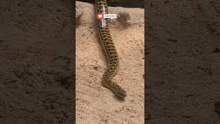 Yellow Anaconda Spotted in Snake Park petsecosystem snake anaconda [upl. by Nipahc]