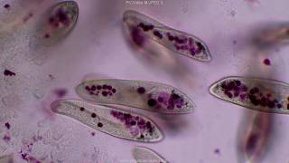 Paramecium tutorial HD [upl. by Rasia]