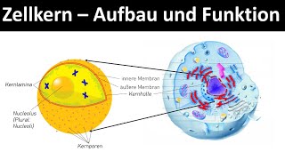 Zellkern  Nucleolus  Aufbau und Funktion Zellorganellen Teil 2  Biologie Oberstufe [upl. by Maroney105]