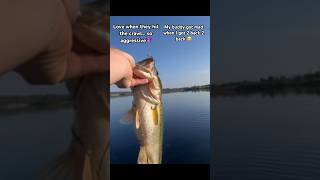 2 fat boys back 2 back 👀bassfishing viralvideo youtubeshorts fallbassfishing [upl. by Lambart495]