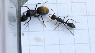 Camponotus chilensis Chile vs Myrmecia urens Australia 27072024 [upl. by Lessig]