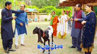 Bulbulay Season 2 Episode 209  Ayesha Omar amp Nabeel [upl. by Diahann724]