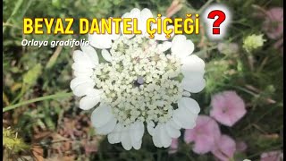 Beyaz Dantel Otu Nedir Nasıl Kullanılır Faydaları orlaya grandifolia [upl. by Anilak]