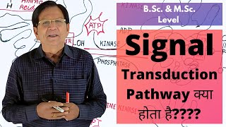 What Is Signal Transduction Pathway  BSc amp MSc Level [upl. by Nomis]