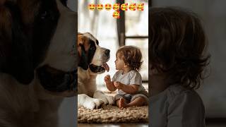 Why St Bernard Puppies Are So Lovable 🤩🤩🤩🤩🎶 love piano drone cat puppyspot puppylife puppyc [upl. by Egiarc]