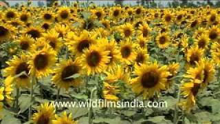 Sunflowers in Karnal Haryana [upl. by Aynahs424]