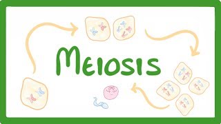 GCSE Biology  Meiosis 70 [upl. by Vlada]