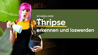 Thripse effektiv bekämpfen und loswerden Tipps und Tricks  feey 🌱 [upl. by Cecile]