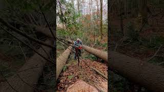 Sawing a hemlock log [upl. by Flor]