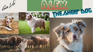 ALEX  the Sheep Dog🐕🐶 farmlife animallover sheepdog dogstraning [upl. by Ythomit55]