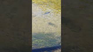 salmon hunting the little Manistee wier dam salmon fishing salmonrun salmon [upl. by Saravat]