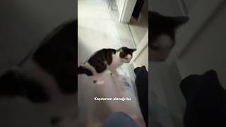 Kedi vs rocco [upl. by Aikel]