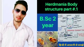 External morphology and body structure of herdmania  BSc 3rd Year Zoology 5th Semester 2nd paper [upl. by Milburn152]