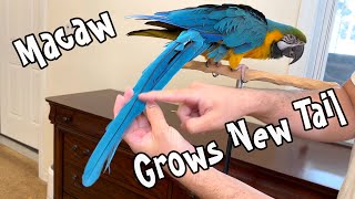 Macaw Grows New Tail Feathers How Parrot Tail Forms [upl. by Ogata989]