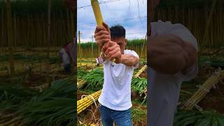 Worlds Most Unique Bamboo Sugarcanesugarcane farming facts [upl. by Elkraps430]