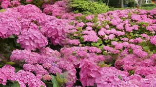 A Tour of My Stunning Flower Garden  Hydrangea Garden  🌸🌸🌸 [upl. by Pan283]