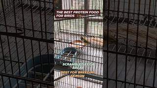 Best Protein food for birds egg bread season 2025lovebirds budgies finches [upl. by Nanah]