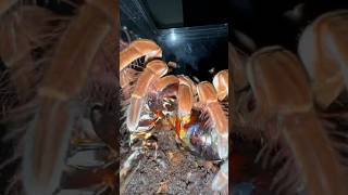 Goliath Bird Eater Tarantula has 1000 IQ 🤯😱 [upl. by Etnahc]