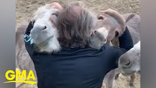 Animal sanctuary founder enjoys cuddle time with donkeys at farm l GMA [upl. by Ativet]