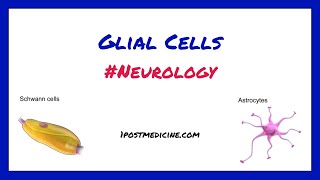 Glial Cells  Neurology [upl. by Wolfson]