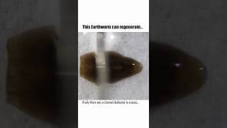 Why Earthworms Can Regenerate [upl. by Saalocin]