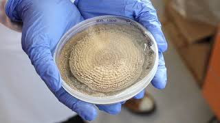 How to isolate a Penicillium Expansum [upl. by Sulakcin]