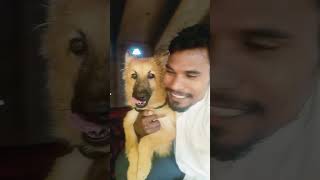 Sammy Mera hath Kat diya😠😡dogloverdog short TrendingSammy [upl. by Dyanna393]