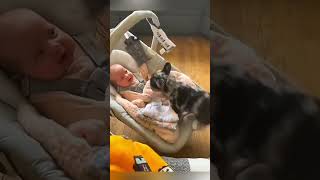 cat dog dogs cut cute love lovecats lovedogs funny virla viralvideo foryou foryoupage [upl. by Yanehc]