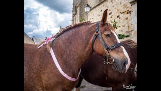 Concours de chevaux [upl. by Kellene]