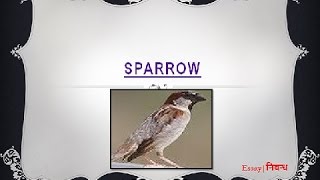 An Essay on Sparrow in English Language [upl. by Nassi]