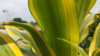 Dracaena fragrans Plant🌿🍀🌱❤❤❤❤beautiful plants collectionnature shortvideo mygardenflowers [upl. by Ettevi]