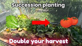 Succession planting and raised bed update [upl. by Ahsrav170]