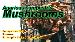 Mushroom Agaricus campestris by Dr Jayarama Reddy [upl. by Danika]