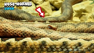 Massive NoseHorned Viper Snake Coming [upl. by Enomad]