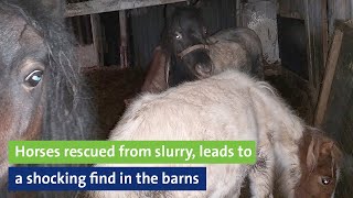 Horses rescued from slurry leads to shocking find in the barns [upl. by Rozalin509]