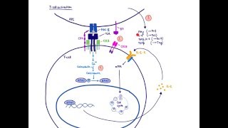 Brandls Basics Immunosuppressants used in organ transplantation  Mechanism of action 12 [upl. by Nanah]