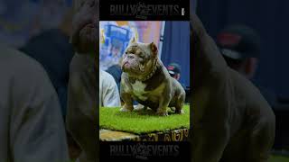 Exotic bully hanging out at the Main Event Bully Expo hosted by Goldenline Bullys and WBR [upl. by Kcirdla667]