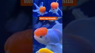 Woow 😍 Red Cap Oranda Goldfish looks so Cute in my Tank 😍 redcap oranda goldfish redcapgoldfish [upl. by Arlinda]