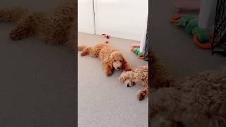 Goldendoodle isn’t letting the Labradoodle sleep 5 months old puppies [upl. by Johnsson]