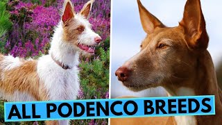 All About Podenco Dogs  List of All Podenco Breeds  Podengo  Warren Hound [upl. by Aryk]