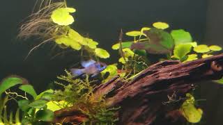 Apistogramma ramirezi blue electric versus shrimp [upl. by Charters]