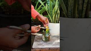 ഒരില മതി ഇഷ്ട്ടം പോലെ തൈകൾ ഉണ്ടാക്കാം Snake plant water propagation ideas snakeplant [upl. by Kori711]