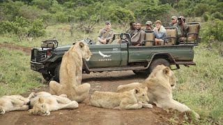 AFRICAN SAFARI 4K  Incredible Big Five animal sightings Kruger National Park [upl. by Narayan]