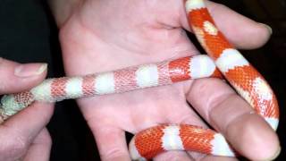 How Snakes Shed Their Skin [upl. by Weinstock]