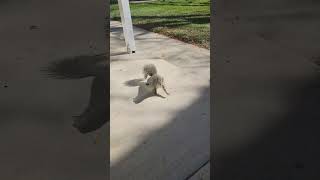 Watch out for flying squirrels Donger squirrel squirrelwatching squirrelvideo squirrels [upl. by Adrianna330]