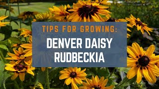 Growing Black Eyed Susan Plants 3 Tips for Denver Daisy [upl. by Georgeanna]