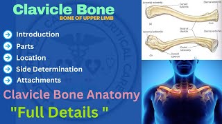 Clavicle Bone  Anatomy of Clavicle Bone  Clavicle Anatomy clavicle clavicleanatomy [upl. by Lapham]